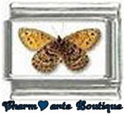 « Photo charm » - Thème : Papillons