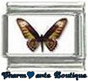 « Photo charm » - Thème : Papillons