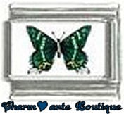 « Photo charm » - Thème : Papillons