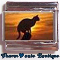 « Photo charm » - Thème : Chats