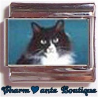 « Photo charm » - Thème : Chats