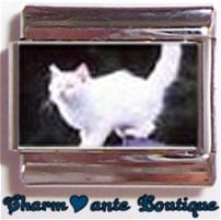 « Photo charm » - Thème : Chats