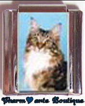 « Photo charm » - Thème : Chats