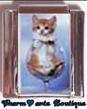 « Photo charm » - Thème : Chats