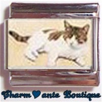 « Photo charm » - Thème : Chats