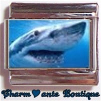 « Photo charm » - Thème : Poissons (requin)