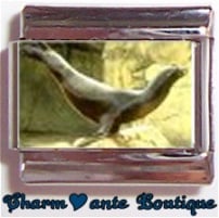 « Photo charm » - Thème : Poissons (otarie)